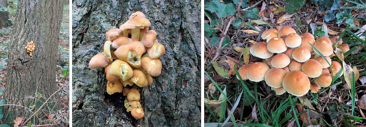 Hypholoma fasciculare