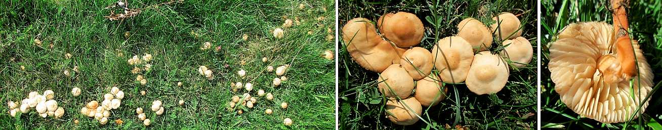 Marasmius oreades