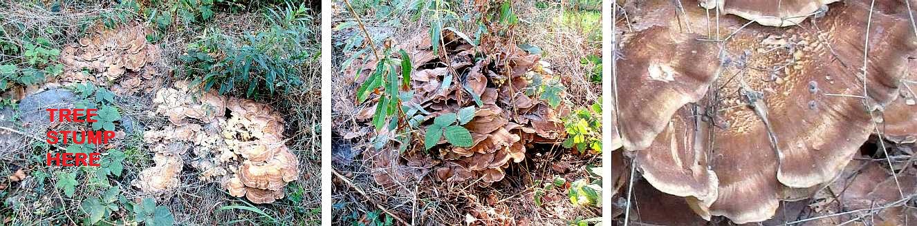 Meripilus giganteus