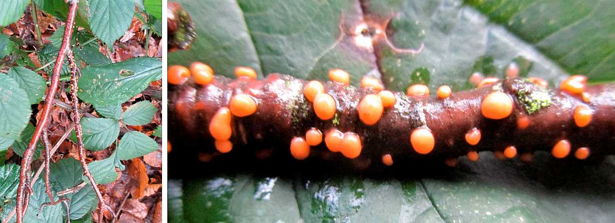 Nectria cinnabarina