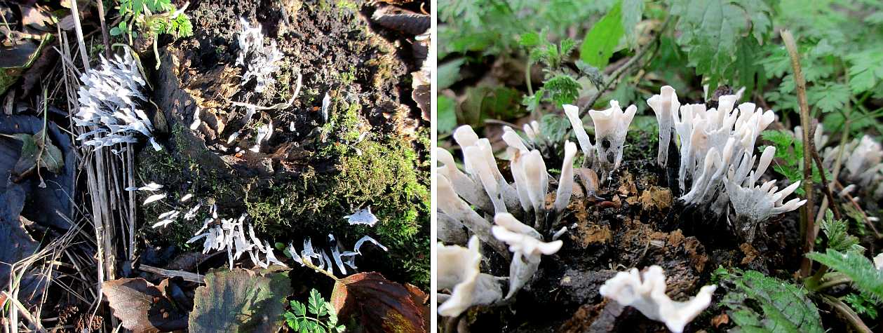 Xylaria hypoxylon