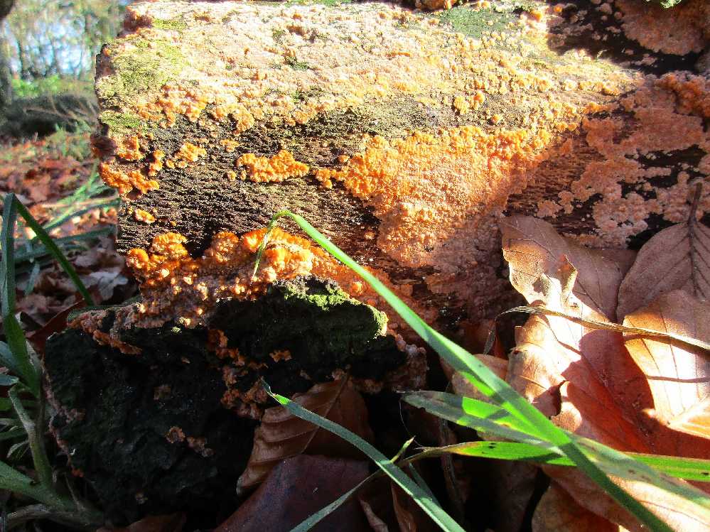 Phlebia radiata