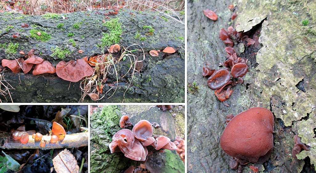 Auricularia auricula-judae