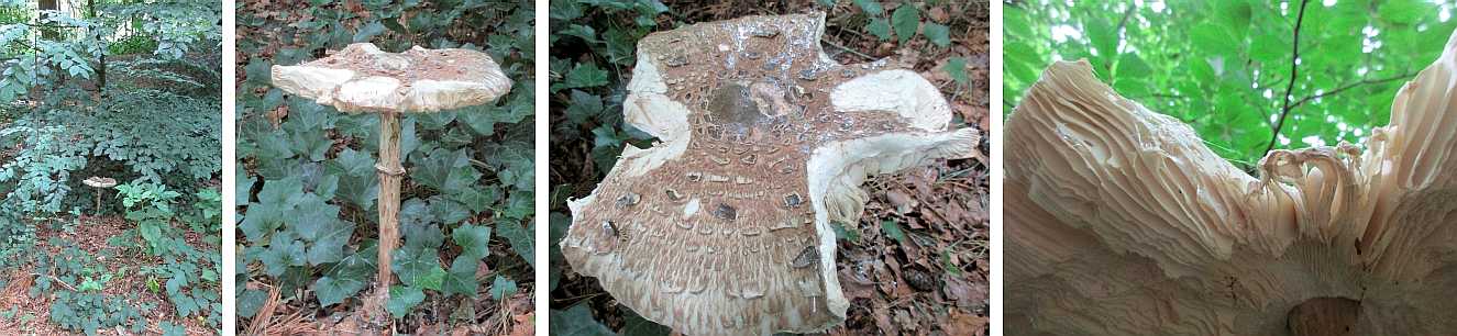 Macrolepiota procera