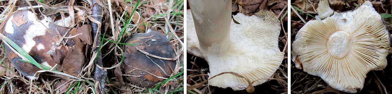 Russula nigricans