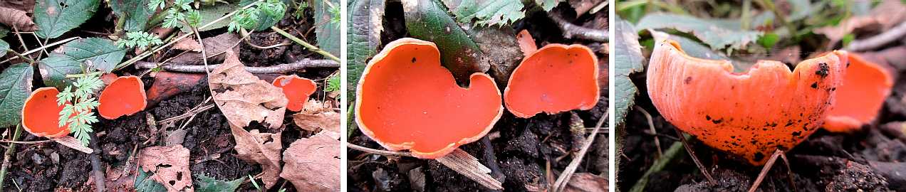 Sarcoscypha austriaca