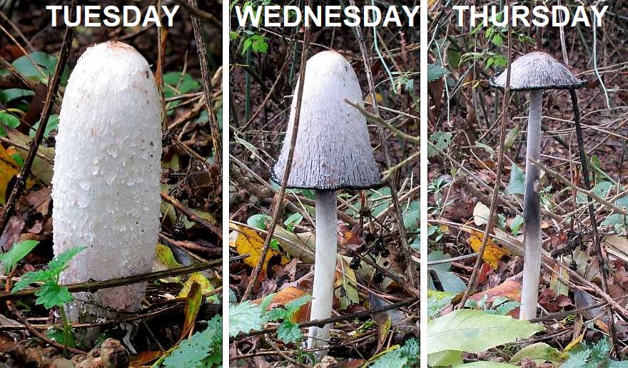 Coprinus comatus
