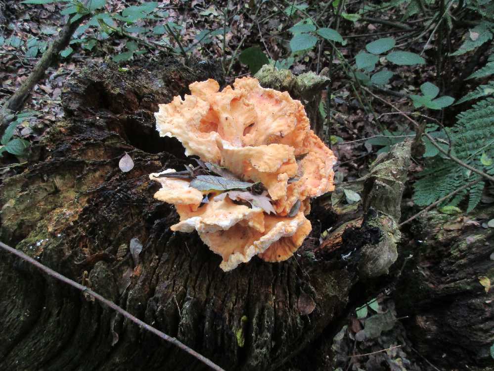 Laetiporus sulphureus