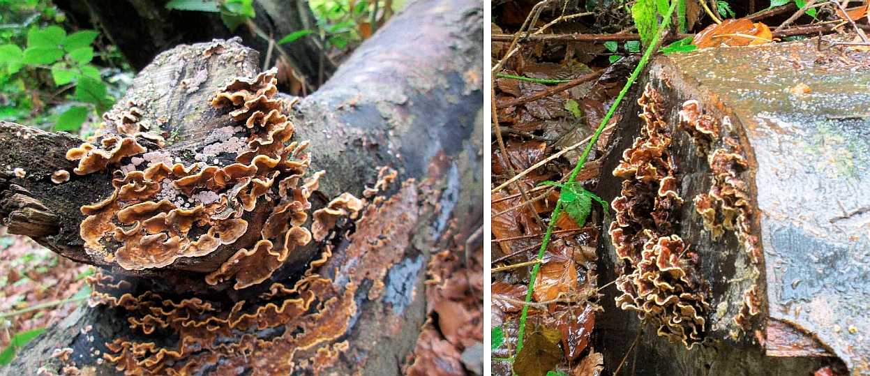 Stereum hirsutum