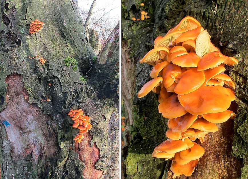 Flammulina velutipes