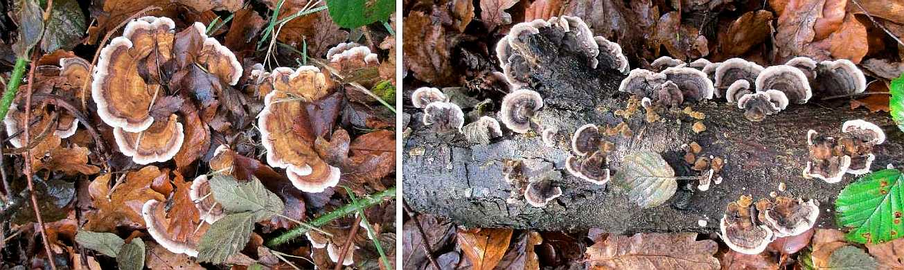 Trametes versicolour