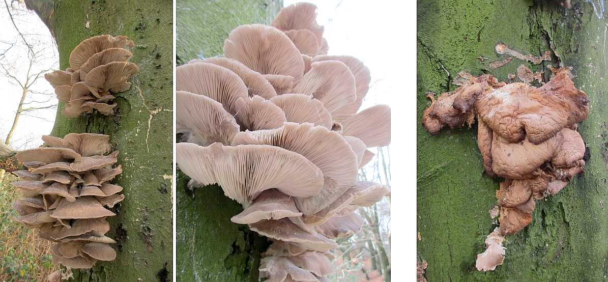 Pleurotus species