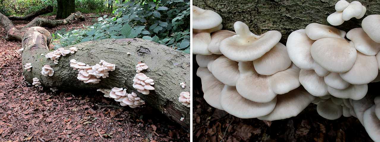 Pleurotus ostreatus