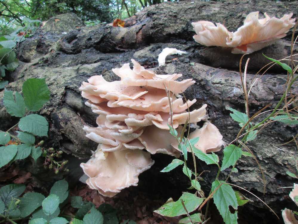 Pleurotus cornucopiae