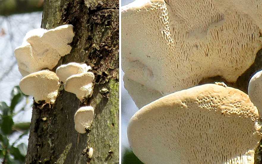 Trametes suaveolens