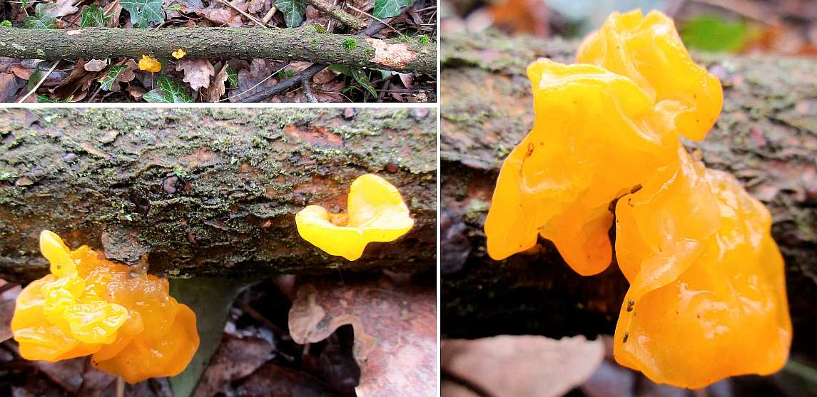 Tremella mesenterica