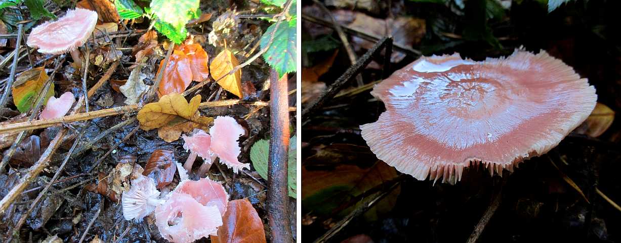 Mycena pura