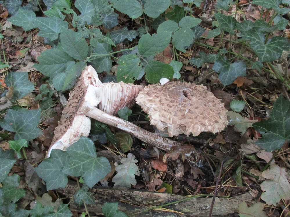 Chlorophyllum rhacodes