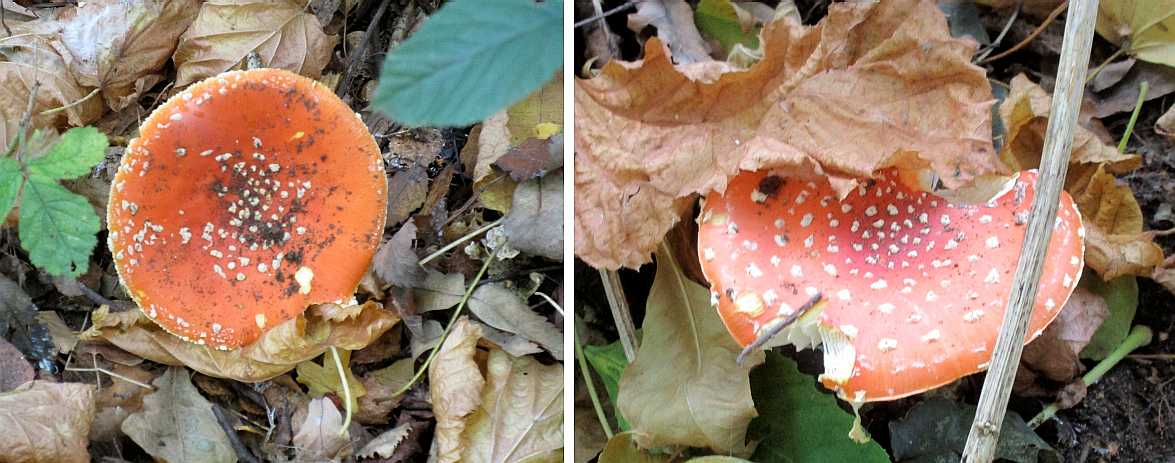Amanita muscaria