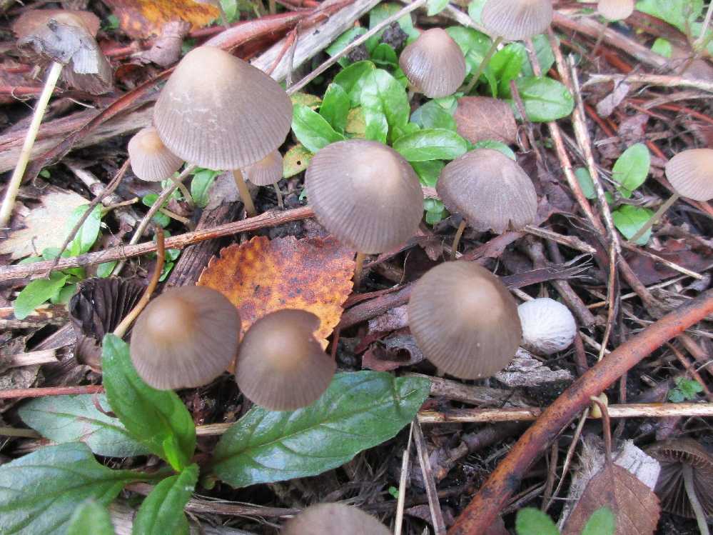 Psathyrella spadiceogrisea