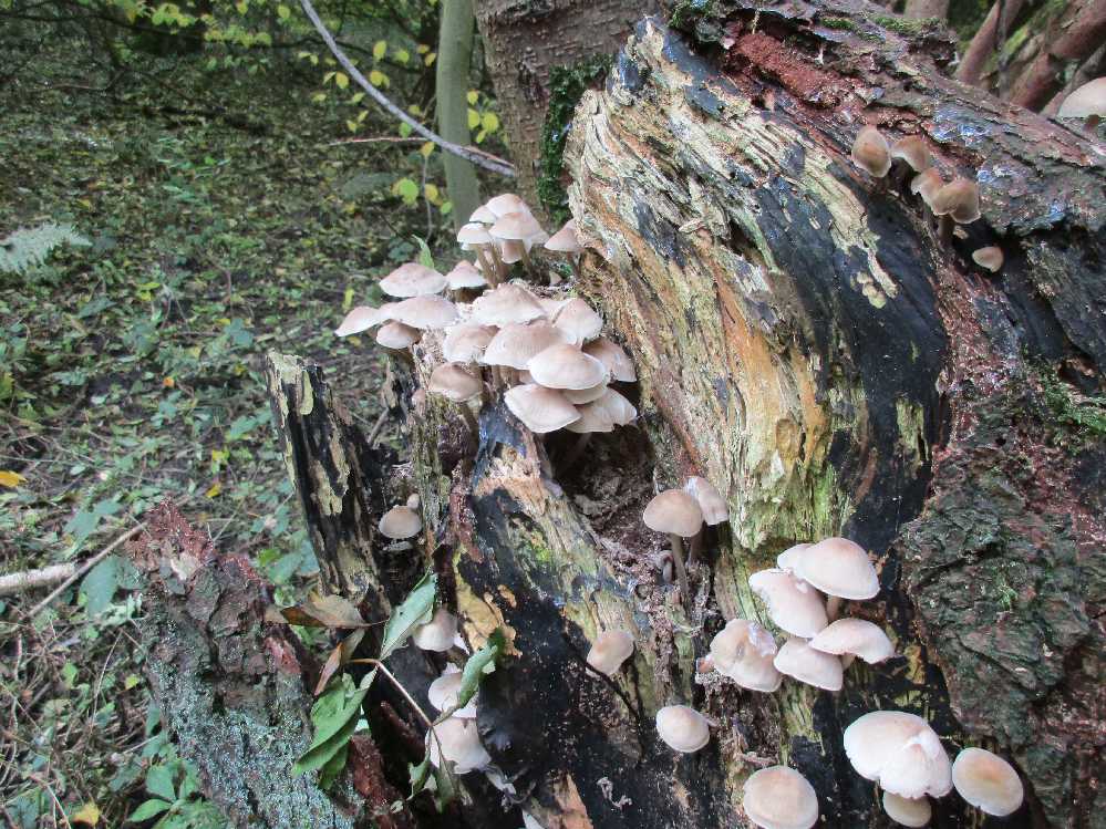 Mycena galericulata