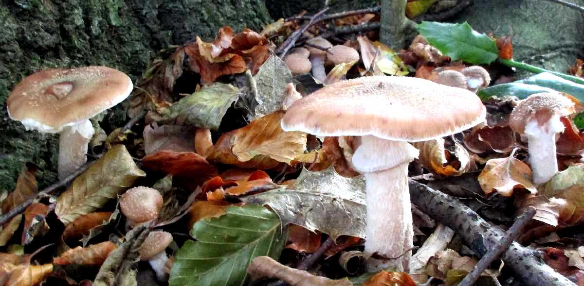 Armillaria sp