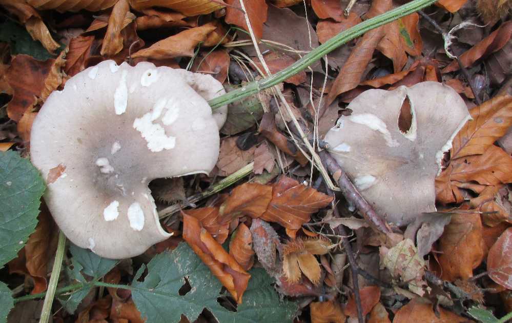 Clitocybe nebularis