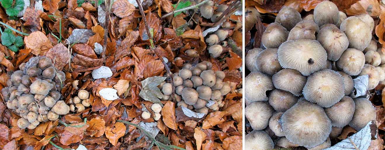 Psathyrella multipedata
