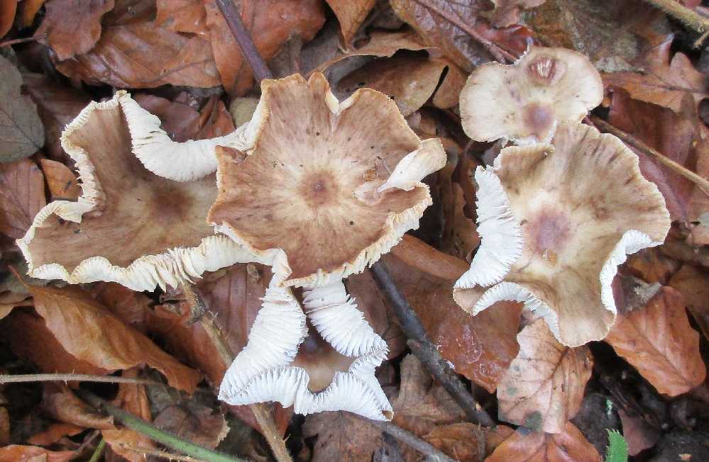 Rhodocollybia butyracea