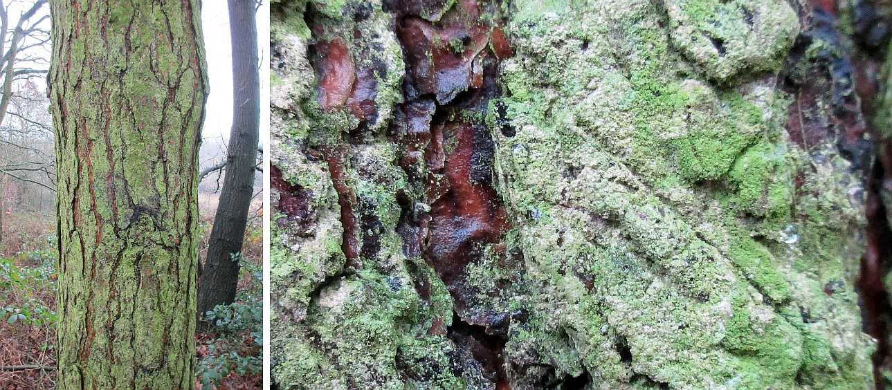 Alga on a tree.