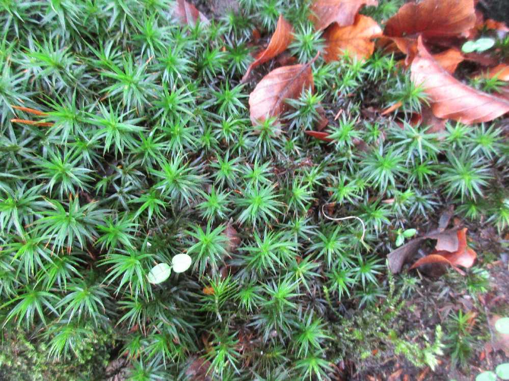 Atrichum undulatum moss.