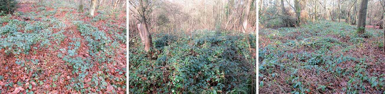 Woodland brambles.
