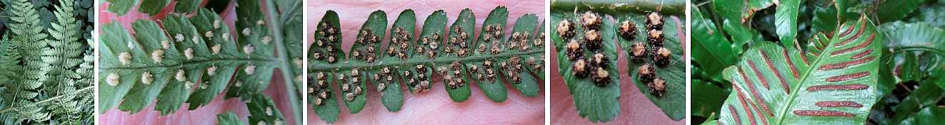 Ferns producing spores.