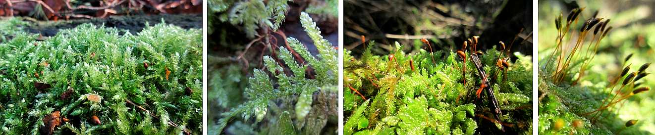 Hypnum moss.