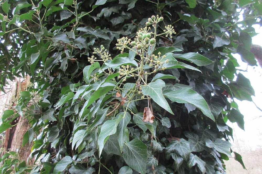 Ivy on a tree, with winter flowers.