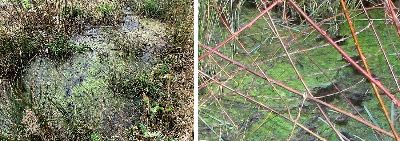 Small local pond with algal growth.
