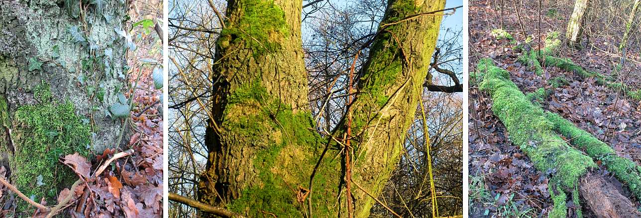 Mosses in woodland.