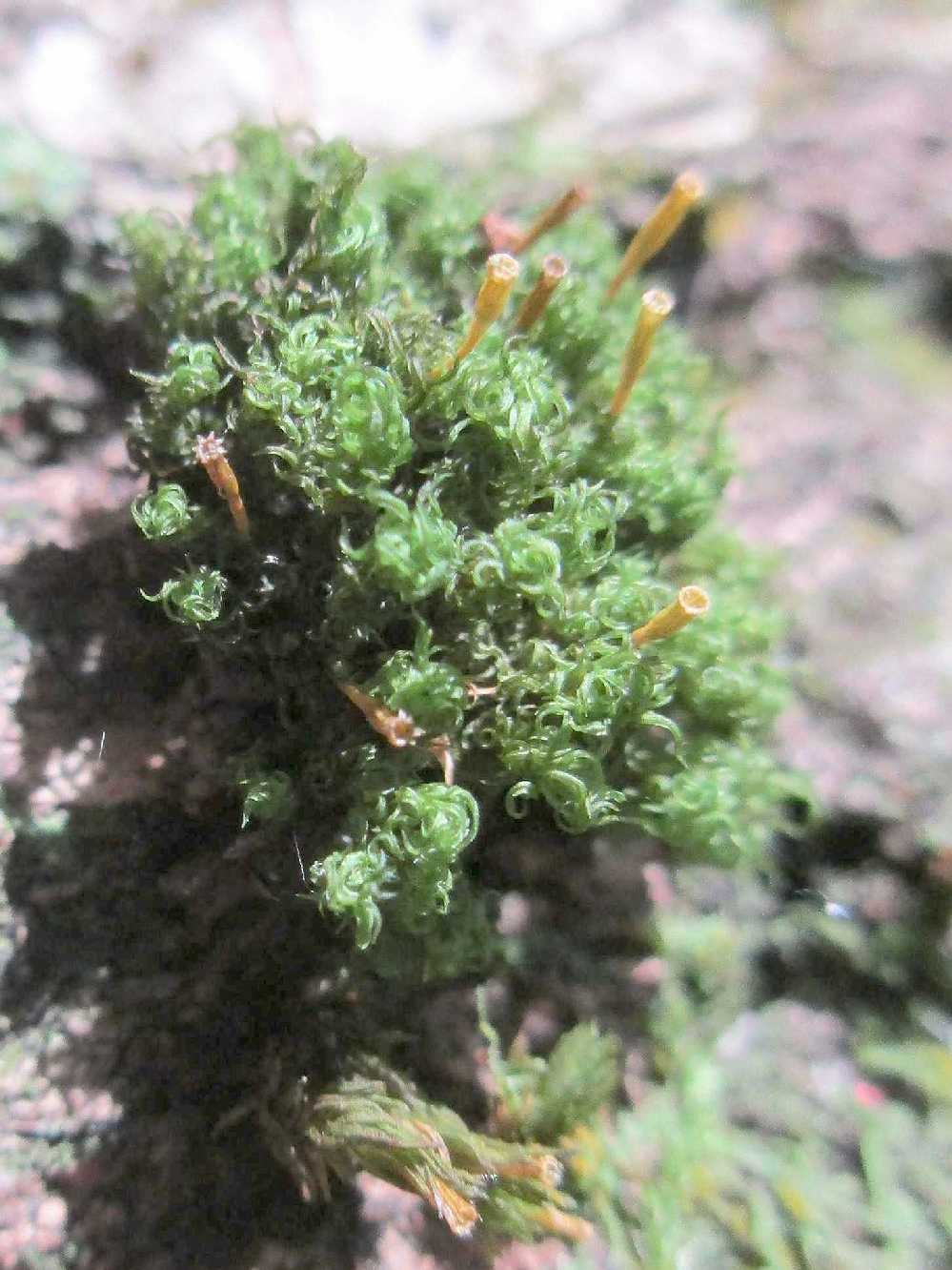 Ulota crispa = crisped pinchushion.