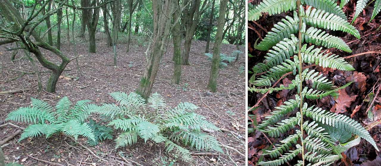 Ferns.