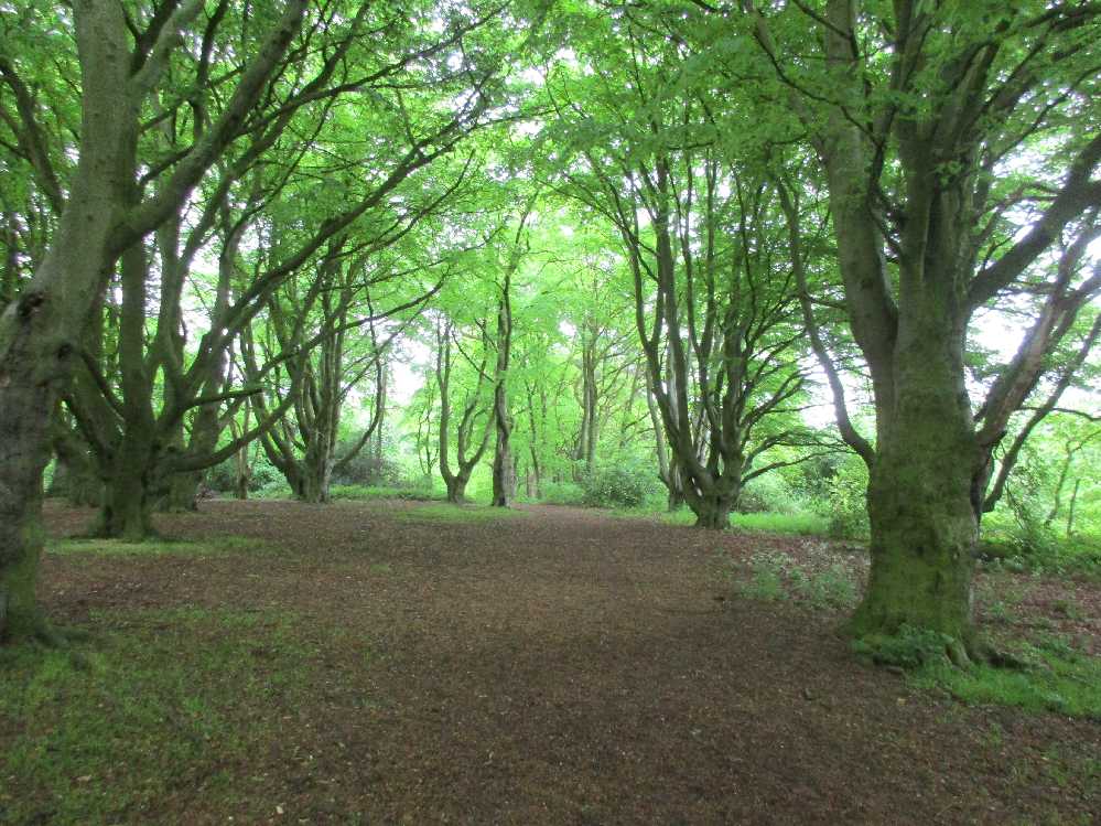 Beechwoods1.