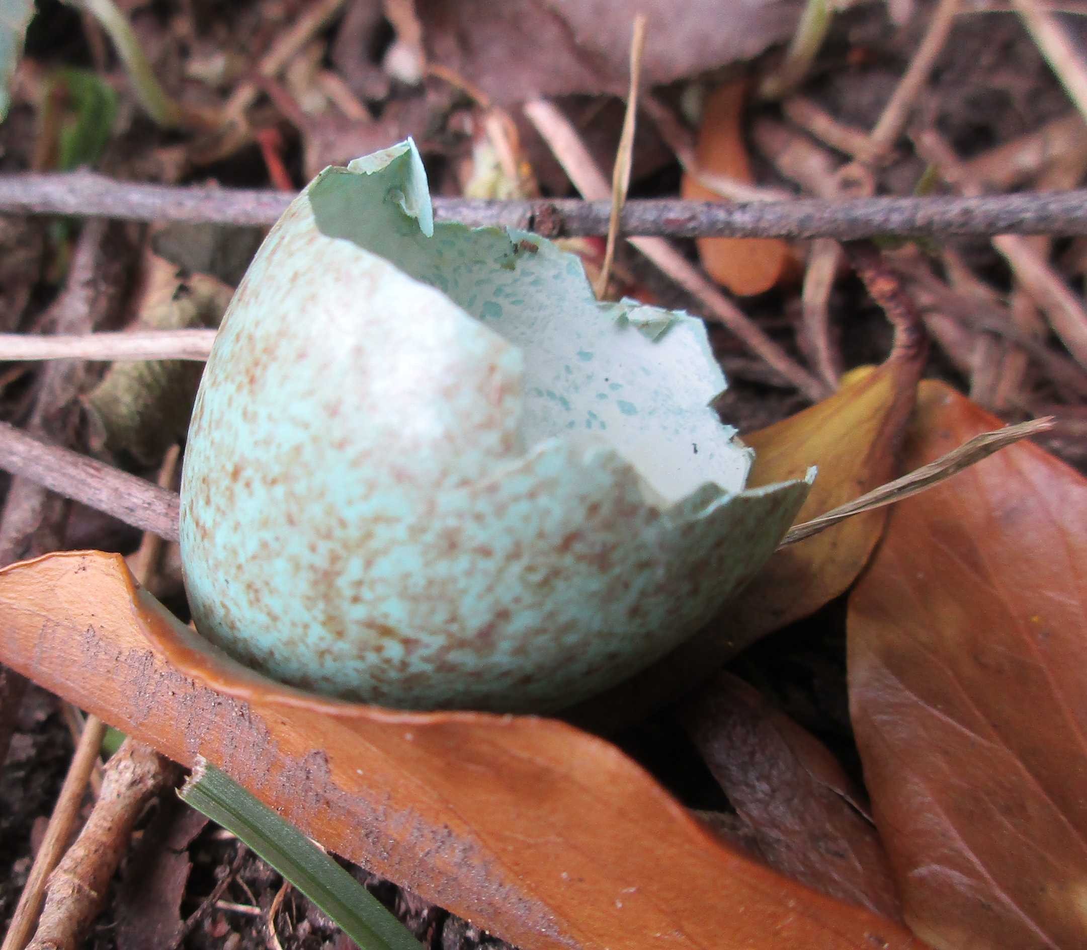 Blackbird egg.