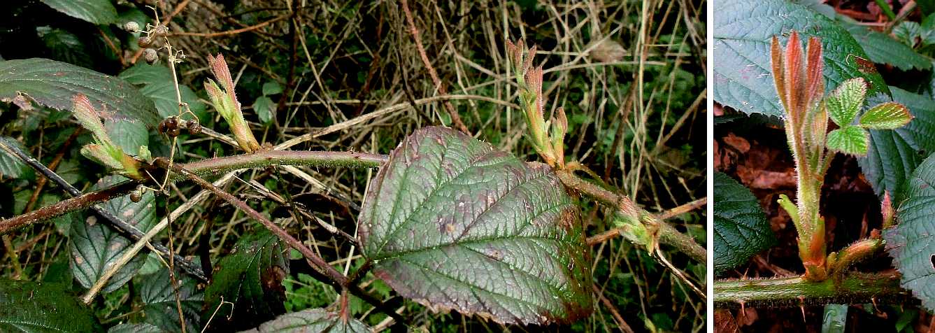 Bramble shoots.