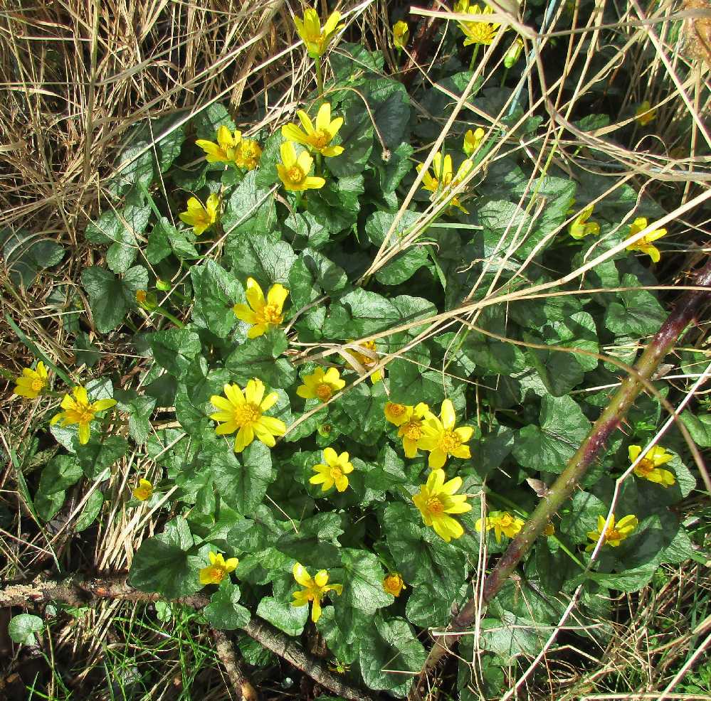 Lesser celandines