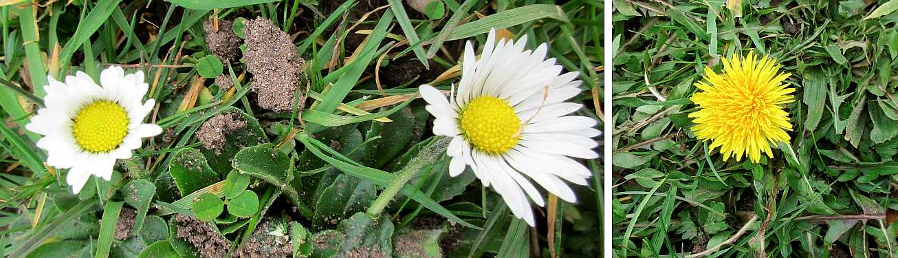 Daisy and dandelion.