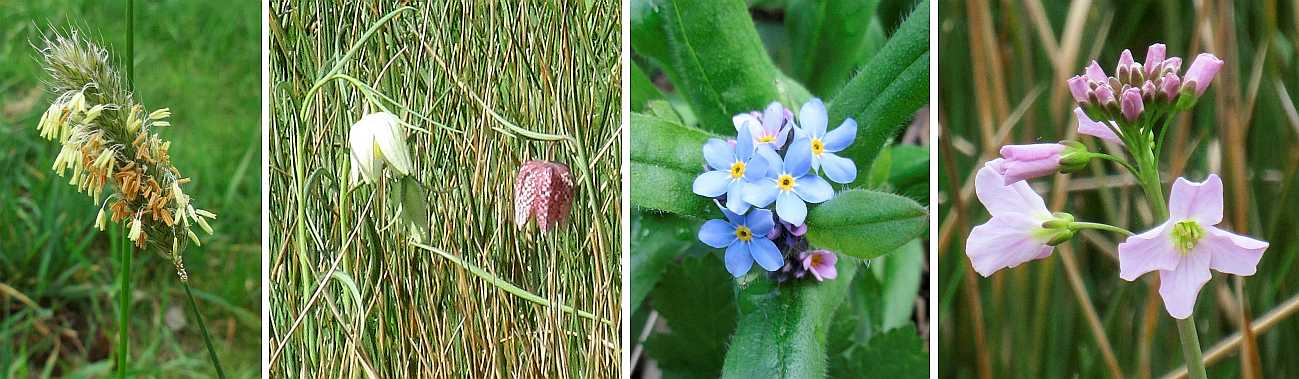 Some of the first spring flowers on the ground.