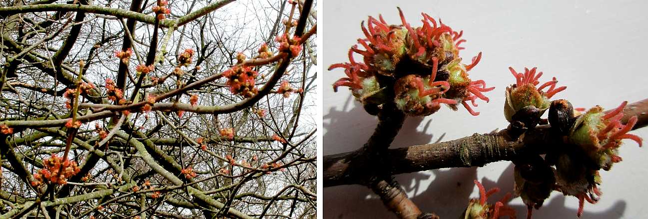 Maple flowers