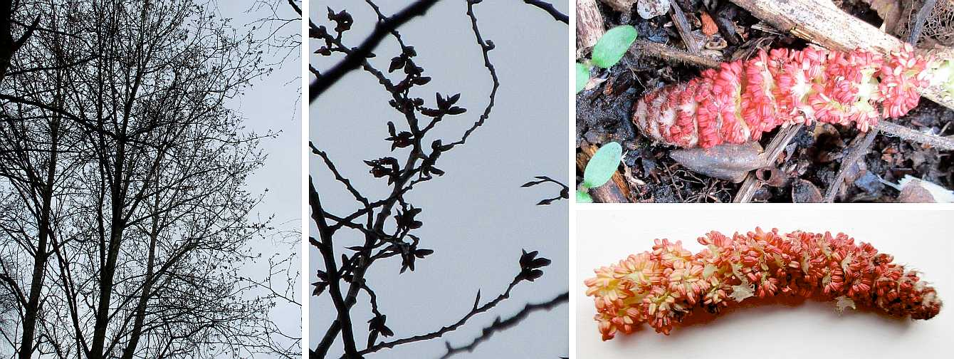 Poplar catkins.