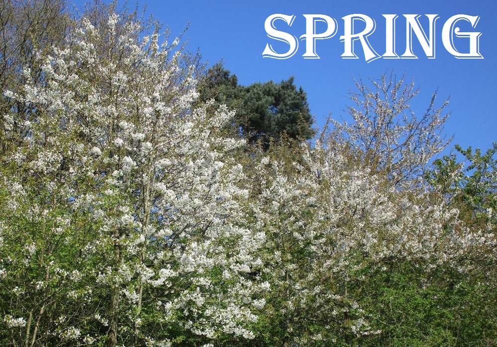 Springtime tree blossom.