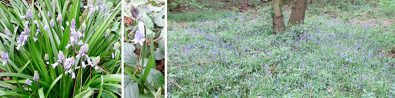 Springtime bluebells.
