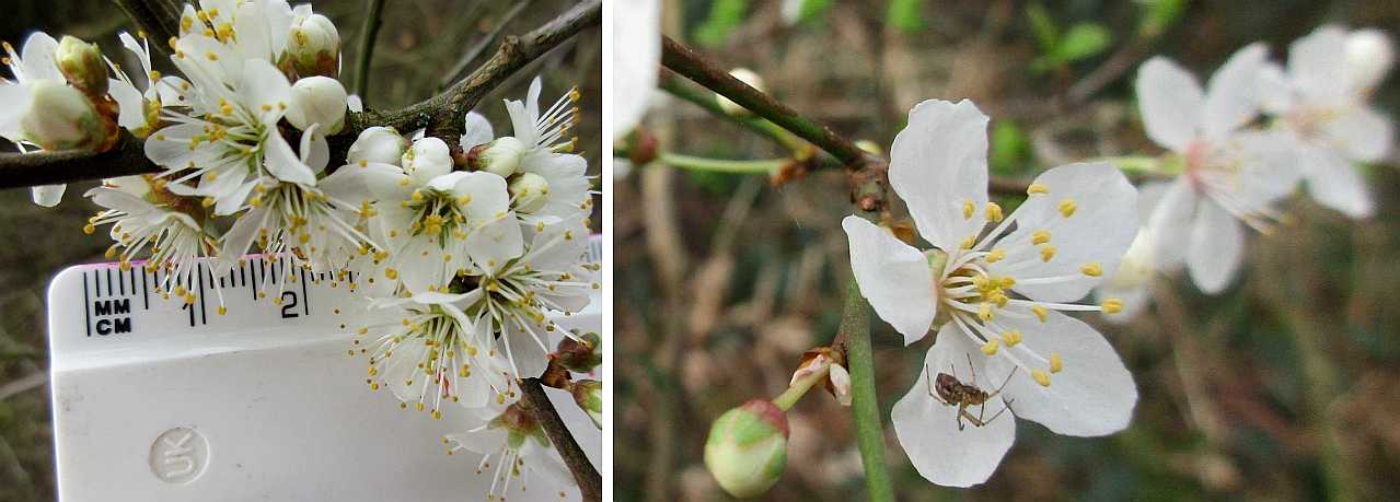 Blackthorn and Prunus.